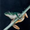Airbrush
